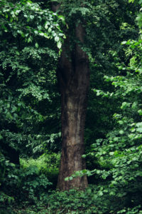 Deciduous trees in the forest, beeches Deciduous trees in the forest, beeches